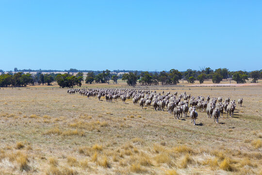 Mob of sheep in dry paddock