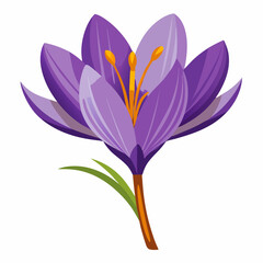 Safran Flower Vector White Transparent Background 