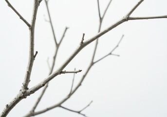 Tree branches against a white background