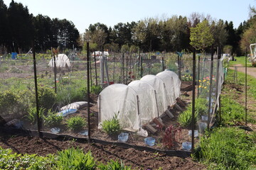 Safety net for gardening. Plant shelter in a garden. Vegetable and gardening. Protection against...