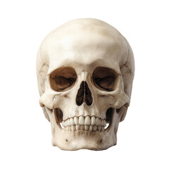 Human skull anatomy graphic