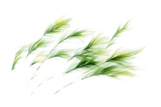 Green grass for object design isolated on white or transparent background 