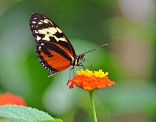 Obraz premium Whispers of Wings: The Butterfly's Dance A delicate journey through color, light, and nature's silent grace.