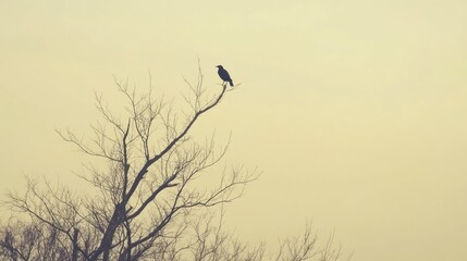 Single bird silhouette on barren tree branch pale yellow sky