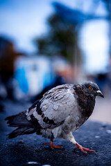 Close-up of a city pigeon walking on pavement, captured with sharp detail and a beautifully blurred urban background.