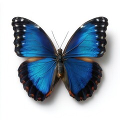 Obraz premium Vibrant blue butterfly