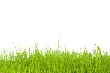 Green fresh wheatgrass on white background