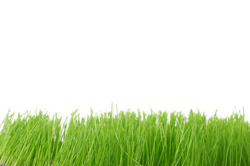 Obraz premium Green fresh wheatgrass on white background