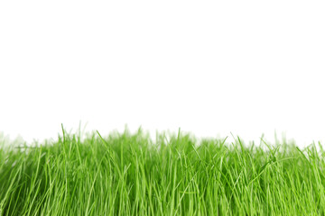 Fototapeta premium Fresh green wheatgrass on white background, closeup