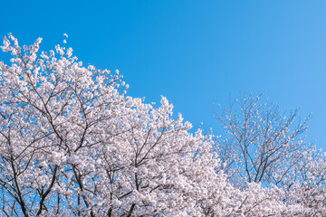 桜　青空