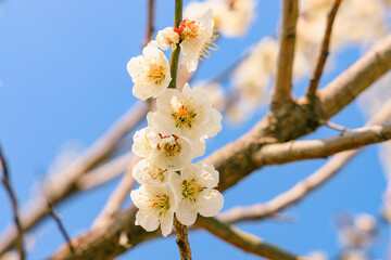 白い梅の花