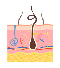 Human skin anatomy layer cartoon vector illustration. Anatomical structure layers epidermis, hair follicle white background. Epidermis surface human for medical infographic. Dermatology design layers