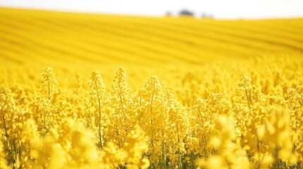 Golden Yellow Rapeseed Field: A Vibrant Summer Landscape