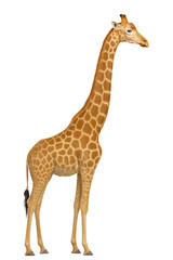 Obraz premium Side profile of a tall giraffe