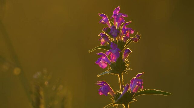 Close-up 4K footage of Galeopsis ladanum var. angustifolia, red hemp-nettle, showing its vibrant magenta petals and fine hairy texture in natural light.