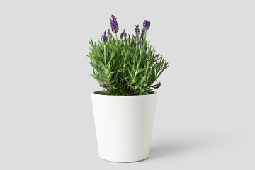 Pot with lavender on white background