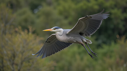 Flying heron with wings swept downward