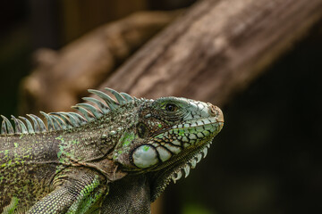 Iguana on a branch