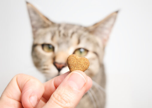 Hand holding heart-shaped treat in front of defocused cat. Owner giving kitty cat a treat, cookie or supplement. Concept for pet love and health. Selective focus on cookie.