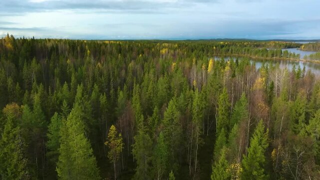 Aerial 4K footage of a boreal forest in autumn, filled with vivid orange, yellow, and red trees, showcasing untouched northern landscapes.