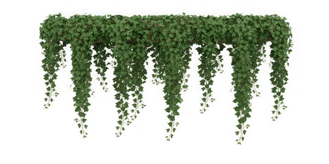 Lush Green Ivy Garland Hanging Isolated on Transparent Background