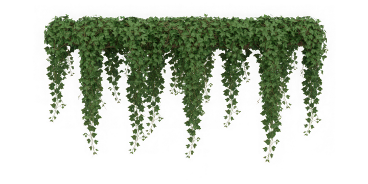 Lush Green Ivy Garland Hanging Isolated on Transparent Background