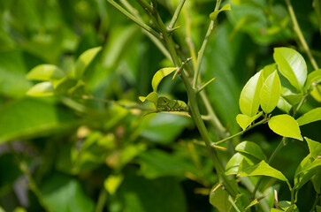 Obraz premium アゲハ蝶の幼虫とレモンの木｜Swallowtail Caterpillar on a Lemon Tree Leaf