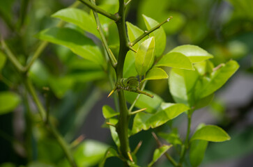 アゲハ蝶の幼虫とレモンの木｜Swallowtail Caterpillar on a Lemon Tree Leaf