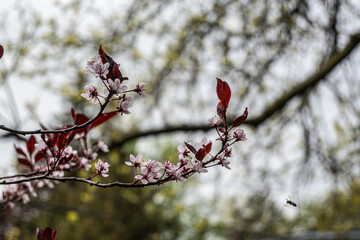 Delicate pink blossoms of a cherry plum tree (Prunus cerasifera) with burgundy leaves in early spring. A bee is caught in flight near the branch against a softly blurred background.