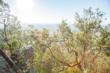 Bushland landscape of sunlit trees and rocks
