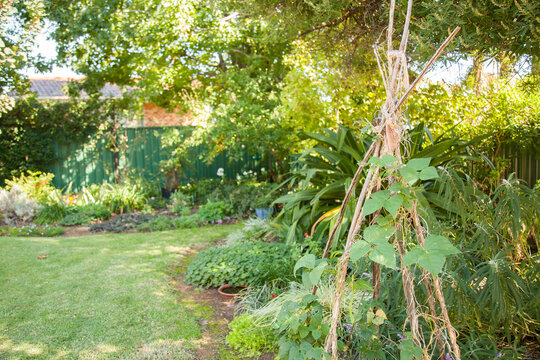 Small suburban backyard and garden with bean plant teepee