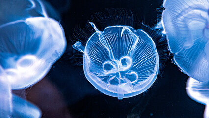 	幻想的なクラゲのアップ｜16:9