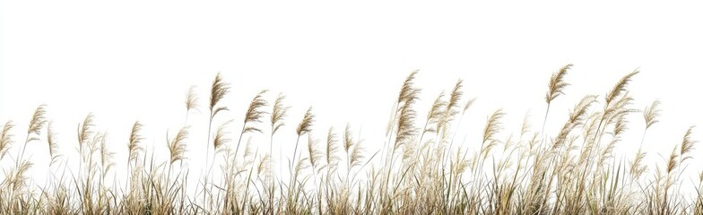 Fototapeta premium Dried grasses against white background (1)