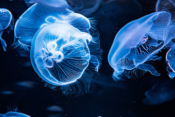 幻想的なクラゲのアップ