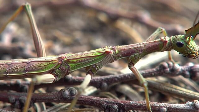 Vivid Green Stick Insect Crawls Forest Undergrowth