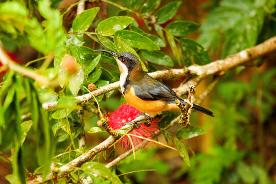 An Eastern Spinebill foraging among puffball flowers.