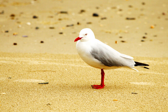 A single Silver Gull stands on a pebble and shell-ridden beach.