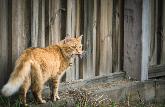 Cat catches mouse