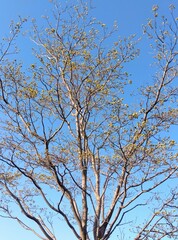 花芽をつけた春のハナミズキと青空