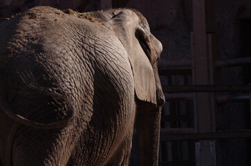 アフリカゾウ　東武動物公園
