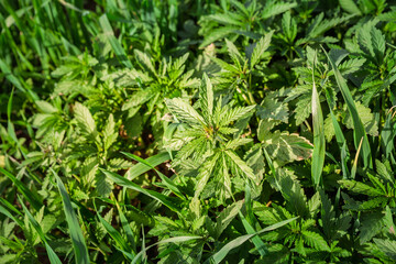 Selective blur on a cannabis plant, belonging to the Cannabis Sativa Ruderalis genus, is growing freely in nature. It's a wild feral cannabis type, growing naturally in eastern and central Europe.