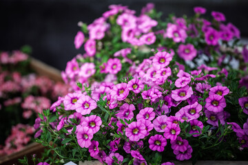 close-up of lush calibrachoa - million bells - in vivid magenta shades at a garden-centre bench; clusters of tiny petunia-like blooms cover dense green foliage, a purple flower.