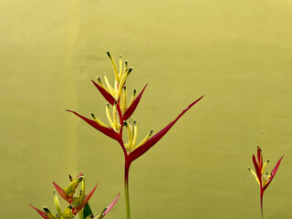 Banana flower with yellow wall background
