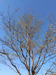 花芽をつけた春のハナミズキと青空