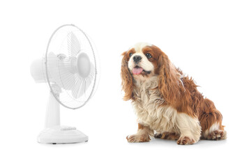 Funny dog and electric fan on white background
