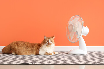 Funny cat and electric fan against orange wall