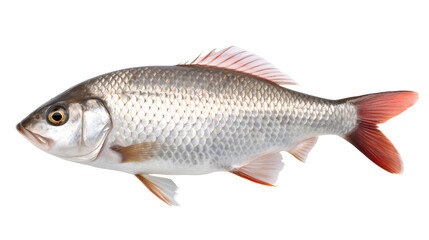 fish transparent background png