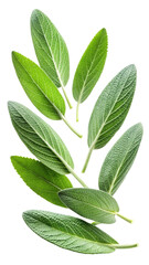 Obraz premium Flying Fresh Sage Leaves with Soft Fuzzy Texture and Herbal Green Hue isolated on transparent white background, clipping path