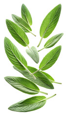 Fototapeta premium Flying Fresh Sage Leaves with Soft Fuzzy Texture and Herbal Green Hue isolated on transparent white background, clipping path