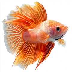 Fototapeta premium Orange Halfmoon Betta Fish Isolated on White Background
